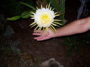 Night Cactus 5