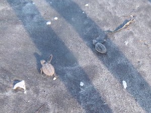 BabyTurtles
