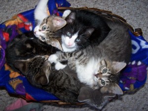 kittens basket