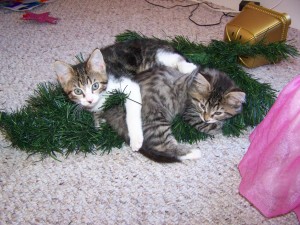 Kittens tree