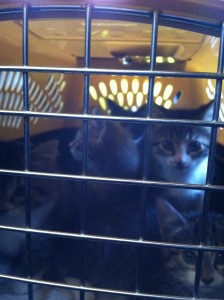 Kittens carrier