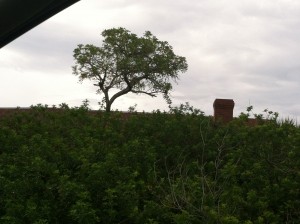ElJoBeanRoofLine