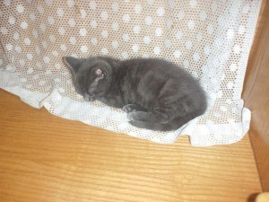 SpindleKittenNap