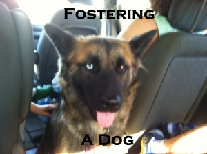 Fostering A Dog