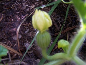 BabyWatermelon
