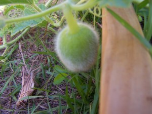 Baby Honeydew