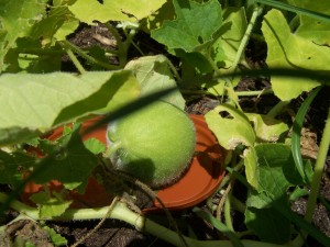 Honeydew