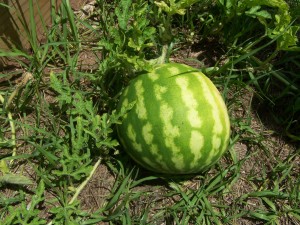 Another Watermelon