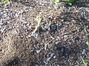 Old, Dying Gourds