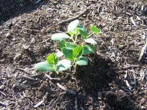 Newly Planted Gourds