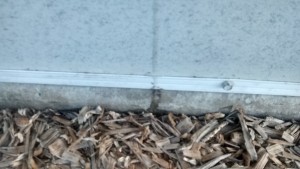Ants Treated Outside