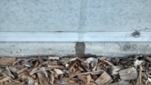 More Treated Ants