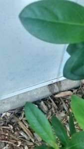 Treated Ants Again