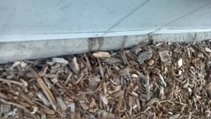 Treated Ants