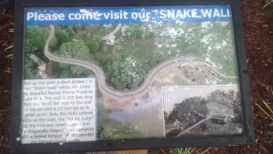 About Queen Snake