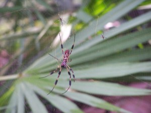 Big Spider