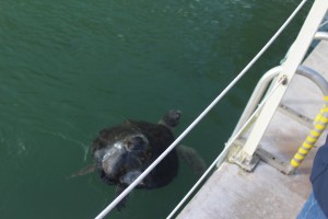 Bubble Butt Hit by Boat
