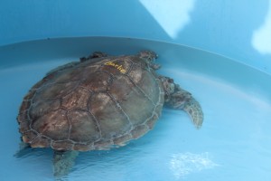 Charlie Turtle with FP Tumors