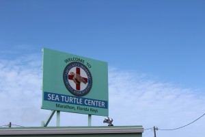 Welcome To The Sea Turtle Center