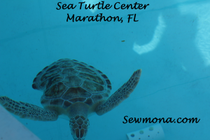 Seat Turtle Center Marathon FL