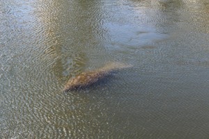 Manatee