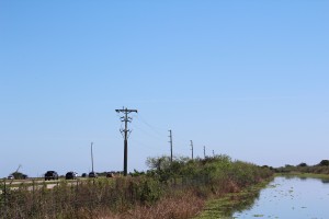 Alligator Alley