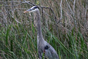 Heron at Everglades