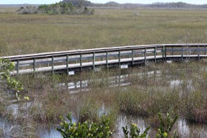 Walkway in the Everglades