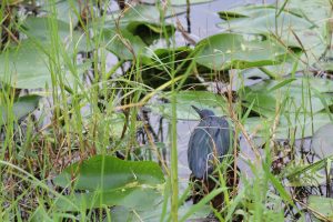 Bird Everglades Royal Palm