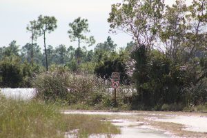 Flooded Pond Everglades