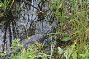 Alligator in Shark Valley Everglades