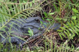 Alligator Mom Baby Shark Valley