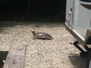 Our Visitor in our site