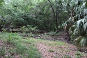 Sink Hole at Silver Springs State Park