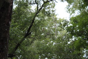 Golden orb weaver spider at Silver Springs State Park
