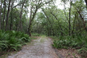 Hiking trail at Silver Springs State Park