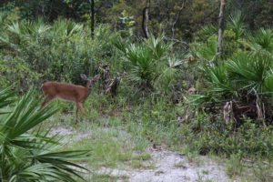 Deer along trail at Silver Springs State Park