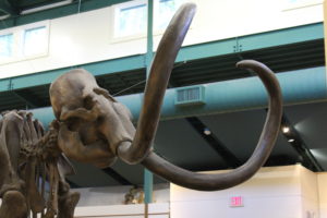 Columbian Mammoth Skeleton
