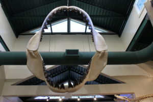 Megaladon Shark