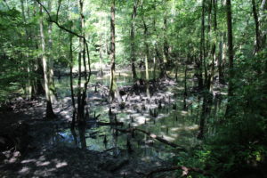 Bluff Trail cypress swamps