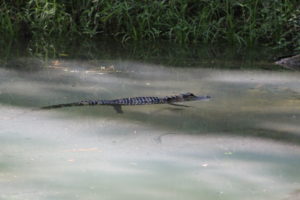 Baby gator swimming next to blue hole.