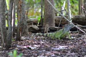 GreenIguana