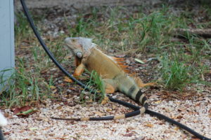 OrangeIguana