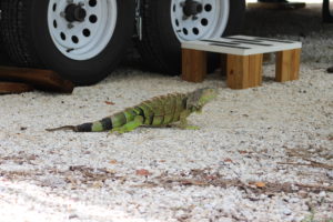 Iguana visitor at John Pennekamp State Park.