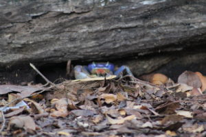 JohnPennekampBlueLandCrab