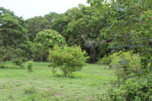 The old citrus grove at John Pennekamp State Park.