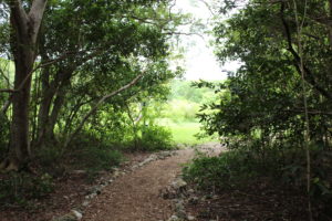 The end of the citrus grove trail at John Pennekamp State Park.