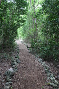 The beautiful grove trail at John Pennekamp State Park.