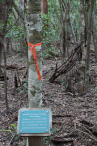 Milkbark Tree at John Pennekamp State Park.