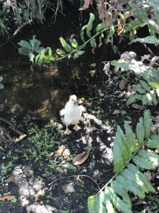 Naples Zoo